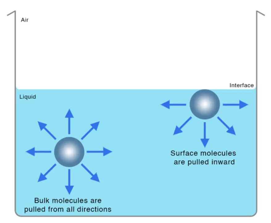 Surface tension is the elastic tendency of fluid surfaces that lets insects to float on water